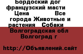 Бордоский дог ( французский масти)  › Цена ­ 50 000 - Все города Животные и растения » Собаки   . Волгоградская обл.,Волгоград г.